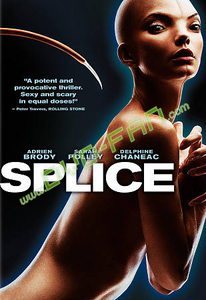 new Splice 